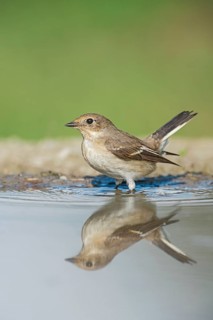 European Pied Flycatcher (Ficedula hypoleuca) standing in a waterhole, Aosta Valley, Italy