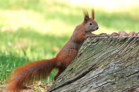 Squirrel, winter, Germany