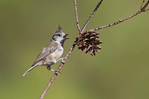 European Crested Tit (Lophophanes cristatus) singing, Portugal