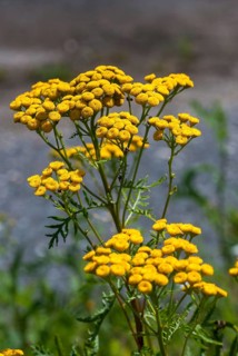 Asteraceae, daisy, tansy, tanacetum vulgare, bitter buttons, cow bitter, flora, golden buttons,