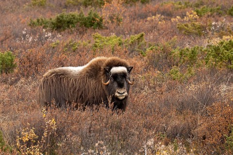 Musk ox (Ovibos moschatus) standing in the tundra in autumn, Dovrefjell-Sunndalsfjella National