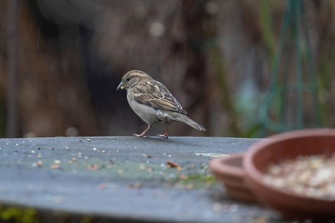 Sparrow (Passeridae) foraging from a flower bowl, Bavaria, Germany