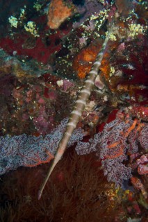 Long fish, Chinese trumpetfish (Aulostomus chinensis), passing over a living reef, dive site USAT