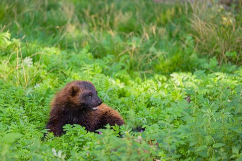 A wolverine (Gulo gulo) rests on a green meadow at a forest edge