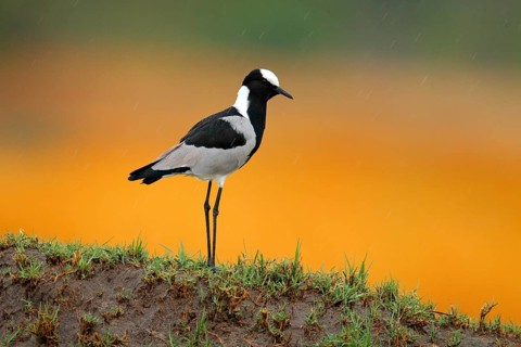 Blacksmith lapwing or blacksmith plover, Vanellus armatus, bird in green grass, Moremi, Okavango