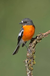 Flame Robin (Petroica phoenicea) male, Victoria, Australia