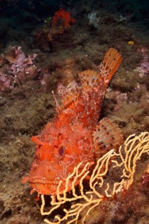 A red scorpionfish (Scorpaena scrofa), sea sow, resting on the seabed next to corals, dive site