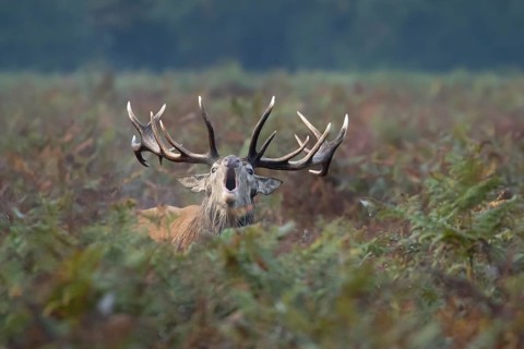 Red deer (Cervus elaphus) adult male stag animal roaring during the rut in autumn, England, United