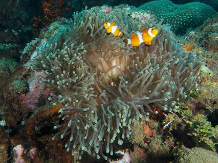 A clownfish swims close to a giant anemone (Stichodactyla gigantea) on the reef, at the Spice Reef