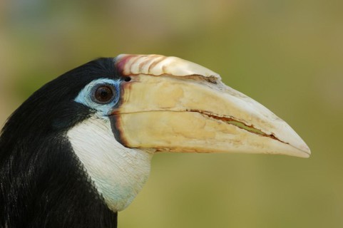 Papua hornbill (Rhyticeros plicatus, Aceros plicatus), portrait, female, captive, occurring in