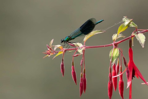 Banded demoiselle damselfly (Calopteryx splendens) adult male insect resting on a garden red