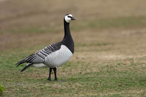 Barnacle goose (Branta leucopsis) adult bird on grassland, RSPB Minsmere nature reserve, Suffolk,