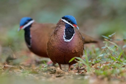 Blue-headed Quail-dove (Starnoenas cyanocephala) perched on the ground in Cuba