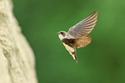 Sand martin (Riparia riparia), approaching the breeding tube, Reussegg nature reserve, Canton