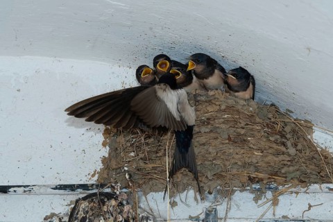 Barn Swallow (Hirundo rustica) feeding young in nest, Saxony, Germany