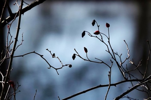 Rosehips, Winter, Germany
