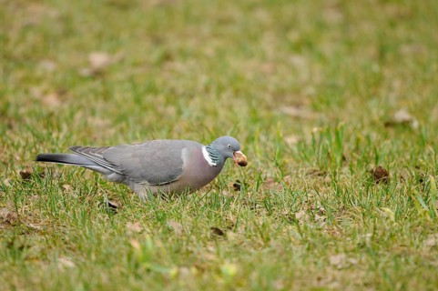 Pigeon pecking something from the ground in the grass, covered with autumn leaves, showing natural