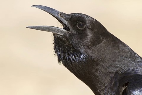 Cape Crow (Corvus capensis), Northern Cape, Kgalagadi Transfrontier Park, South Africa