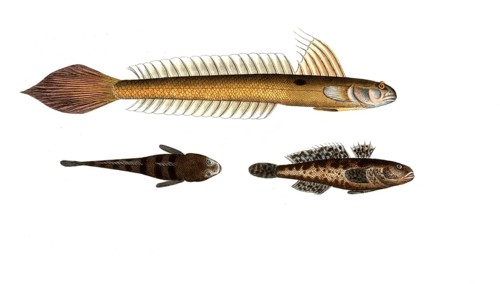 Fish, fish, top: Gobius lanceolatus, the Lanceolate Goby. bottom. Globius niger, the Black Goby,
