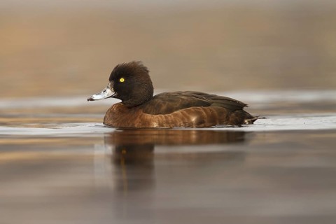 Tufted Duck (Aythya fuligula) female, Utrecht, Netherlands