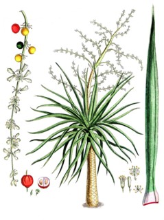 Dracaena draco, Canary Islands dragon tree, digital reproduction of a historical original, between