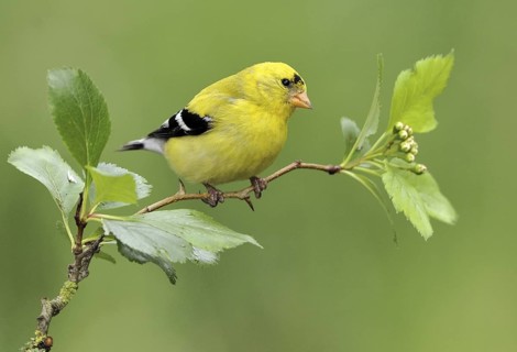 American Goldfinch (Spinus tristis) male, British Columbia, Canada