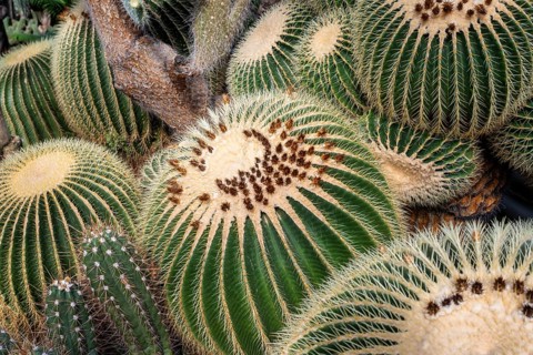 Farmer's cactus (Echinopsis candicans), full size
