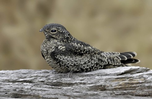 Common Nighthawk (Chordeiles minor), Texas, USA