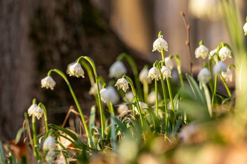 Group of blooming spring knotflowers (Leucojum vernum), also known as marsh fritillaries, in the