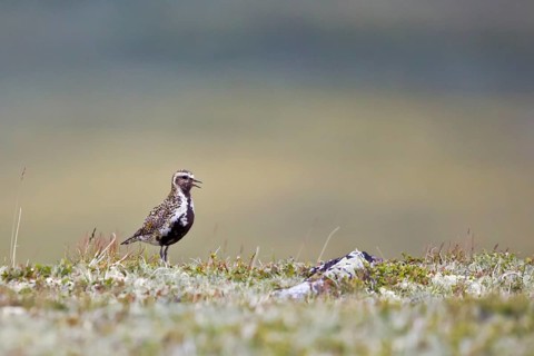European Golden Plover (Pluvialis apricaria) calling, Dovrefjell, Norway