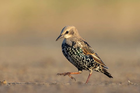 Common Starling (Sturnus vulgaris) juvenile perched on the ground, North Rhine-Westphalia, Germany