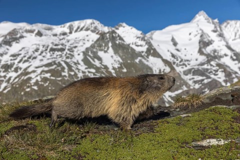 One Alpine Marmot, Marmota marmota, walking over green grass, mountains in the distant background