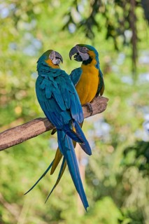 Yellow-breasted Macaw (Ara ararauna) Colombia