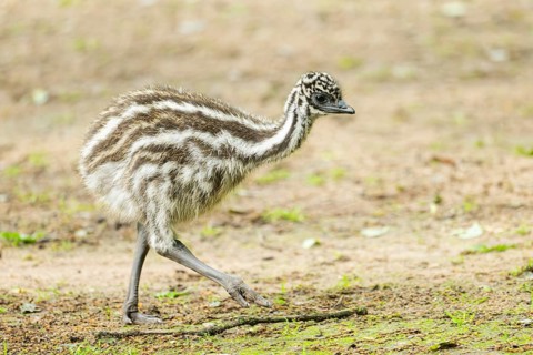 Emu (Dromaius novaehollandiae) youngsters on the ground, Bavaria, Germany