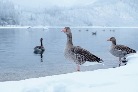 On a cloudy winter day, as snow falls, a few gray geese (Anser anser) stand in the snow on the