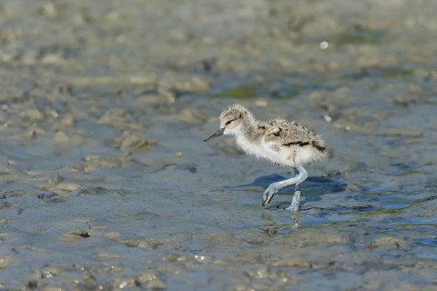 Saebelschnaebler (Recurvirostra avosetta) Pied Avocet