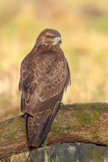 Buzzard (Buteo buteo) sitting attentively on a moss-covered tree stump, wildlife, side view,