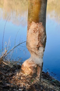 A deciduous tree gnawed by the European beaver (Castor fiber) on the River Lippe, North