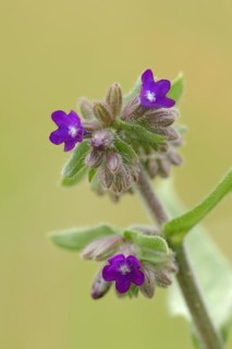 Common ox tongue or common bugloss (Anchusa officinalis), flowering, North Rhine-Westphalia,