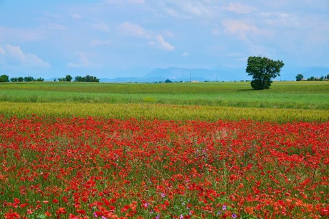 Flower meadow with poppies (Papaver), in the background trees, green fields and a slightly overcast