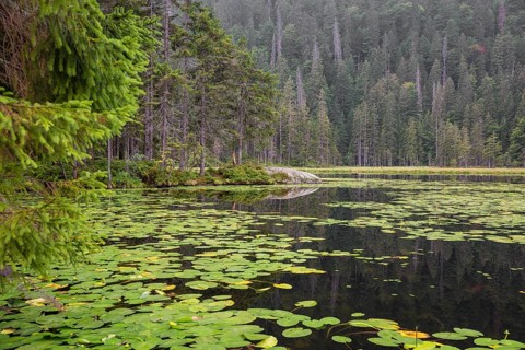 Lake Großer Arbersee in sumer. Water lilies cover the water. Germany, Bavaria, Bavarian Forest