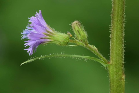 Flower on the stem of the Alpine Milk Lettuce (Cicerbita alpina), nature photography, Kesselrain,