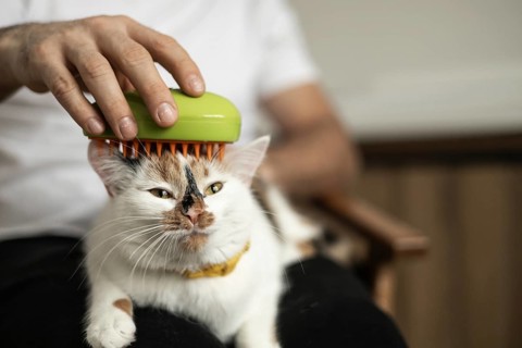 A person is gently combing a calico cat's fur with a green brush, emphasizing the importance of