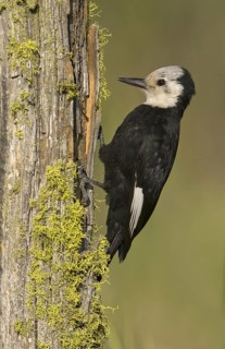 White-headed Woodpecker (Leuconotopicus albolarvatus), Oregon, USA
