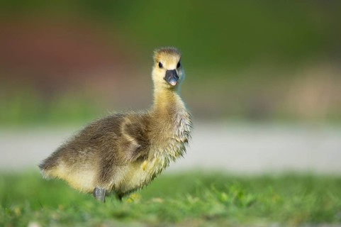 A grey goose (Anser anser) gosling, Hanover, Lower Saxony, Germany