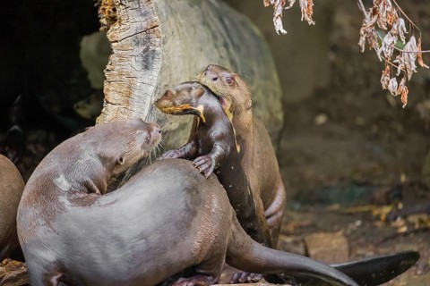 An adult giant otter or giant river otter (Pteronura brasiliensis) stands next to its den in a