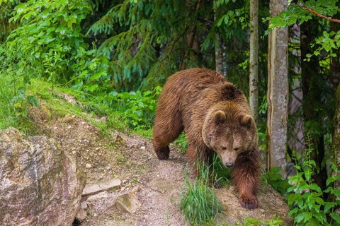 A female eurasian brown bear (Ursus arctos arctos) walks down a hill through a forest in early