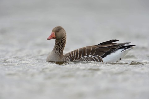 Greylag Goose (Anser anser), North Rhine-Westphalia, Germany