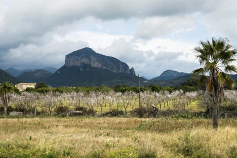 Flowering almond trees (Prunus dulcis), near Alaró, Serra de Tramuntana, Majorca, Balearic Islands,
