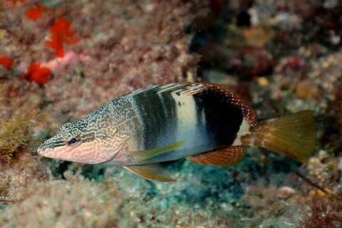 Sculpted perch (Serranus scriba)